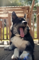Picture of Husky Crossbreed yawning