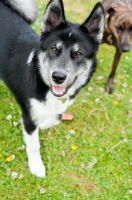 Picture of Husky Crossbreed