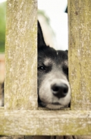 Picture of Husky Crossbreed