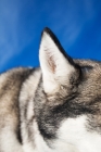 Picture of Husky ear