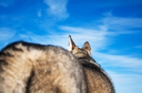 Picture of Husky from behind against blue sky