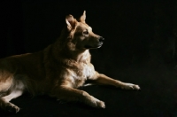 Picture of Husky golden mix lying down, side view