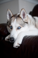 Picture of husky lying on couch