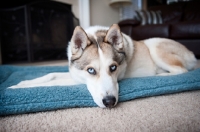 Picture of Husky lying on dog bed
