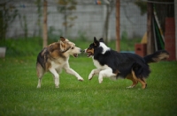 Picture of husky mix and black tri colour australian shepherd playing, front legs up