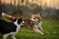 Picture of husky mix and black tri colour australian shepherd playing