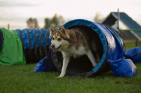 Picture of husky mix coming out from tunnel