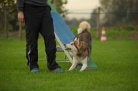 Picture of husky mix doing trick near trainer