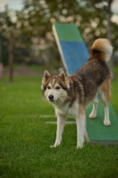 Picture of husky mix eith hind legs on the teeter-totter 