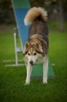 Picture of husky mix eith hind legs on the teeter-totter 