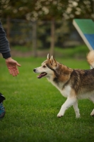 Picture of husky mix following trainer's hand
