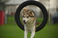 Picture of husky mix jumping in the tire jump