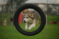 Picture of husky mix jumping in the tire