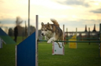 Picture of husky mix jumping over obstacle, all legs in air