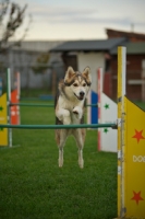 Picture of husky mix jumping over obstacle