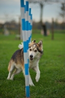 Picture of husky mix running through weave poles