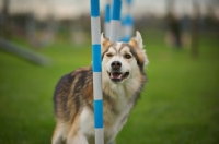 Picture of husky mix running through weave poles