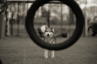 Picture of husky mix staring at the tire jump on agility course