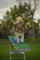 Picture of husky mix walking on the teeter-totter 