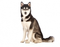 Picture of husky on white background