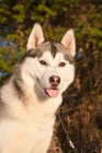 Picture of Husky portrait in sunset