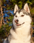 Picture of Husky portrait, looking away
