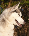 Picture of Husky profile