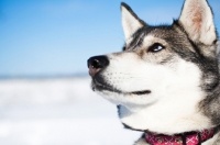 Picture of Husky profile