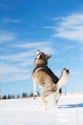 Picture of Husky rearing in field