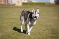 Picture of Husky running on grass