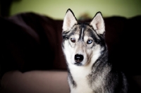 Picture of Husky sitting in home