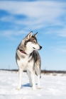 Picture of Husky standing in snowy field