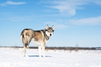 Picture of Husky standing in snowy field