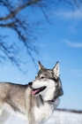 Picture of Husky standing under tree in winter