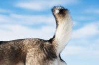 Picture of Husky tail