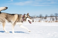 Picture of Husky walking in snow