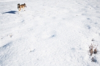 Picture of Husky walking through snowy field