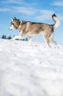 Picture of Husky walking through snow