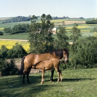 Picture of Huzel mare with foal suckling in Poland