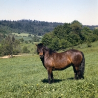 Picture of Huzel pony looking at camera in Poland