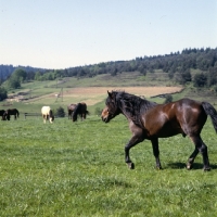 Picture of Huzel pony stallion walking in field in Poland