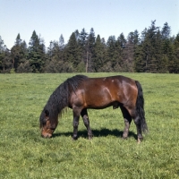 Picture of huzel stallion grazing in field in Poland