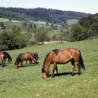 Picture of huzels grazing in Poland