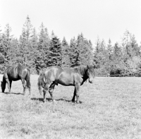 Picture of huzul pony at Siary, Gorlice.