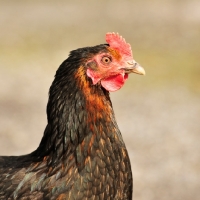 Picture of hybred commercial hen