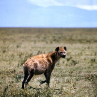 Picture of hyena in serengeti np africa