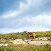 Picture of hyena looking at camera