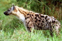 Picture of Hyena