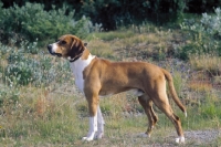 Picture of Hygenhund, Norwegian hound breed in Norwegian Mountains