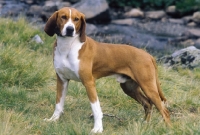 Picture of Hygenhund, Norwegian Hound in Norwegian mountains